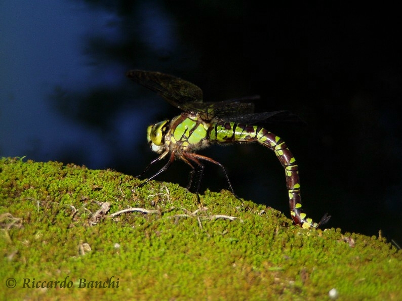 Scheda: Aeshna cyanea